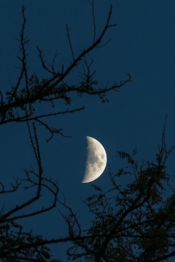 Jardiner avec la lune : harmonisez vos cultures lunaires